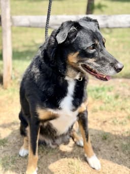 Diego image 4