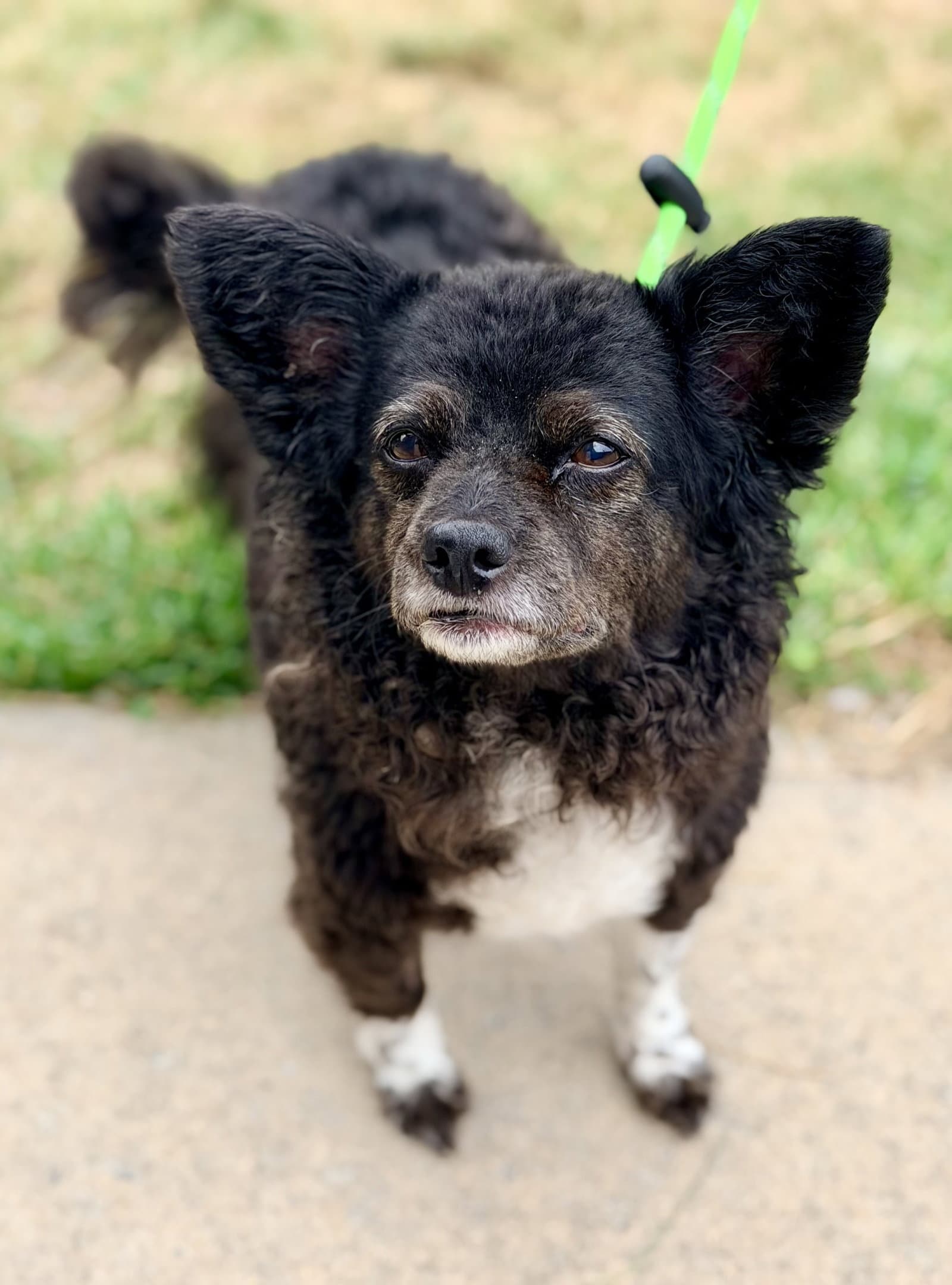 Flanna - Pomeranian