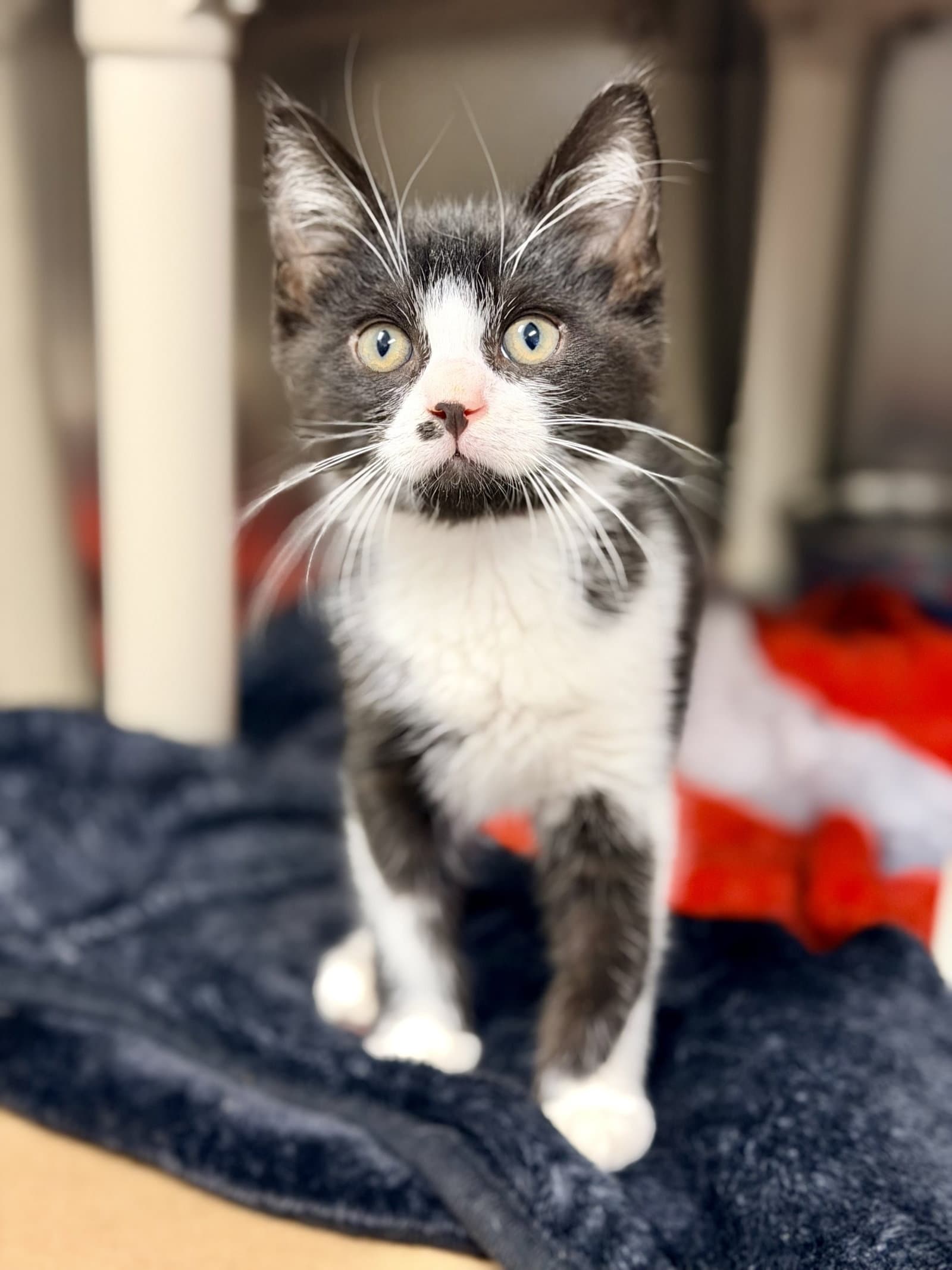 Hashbrown - Domestic Medium Hair