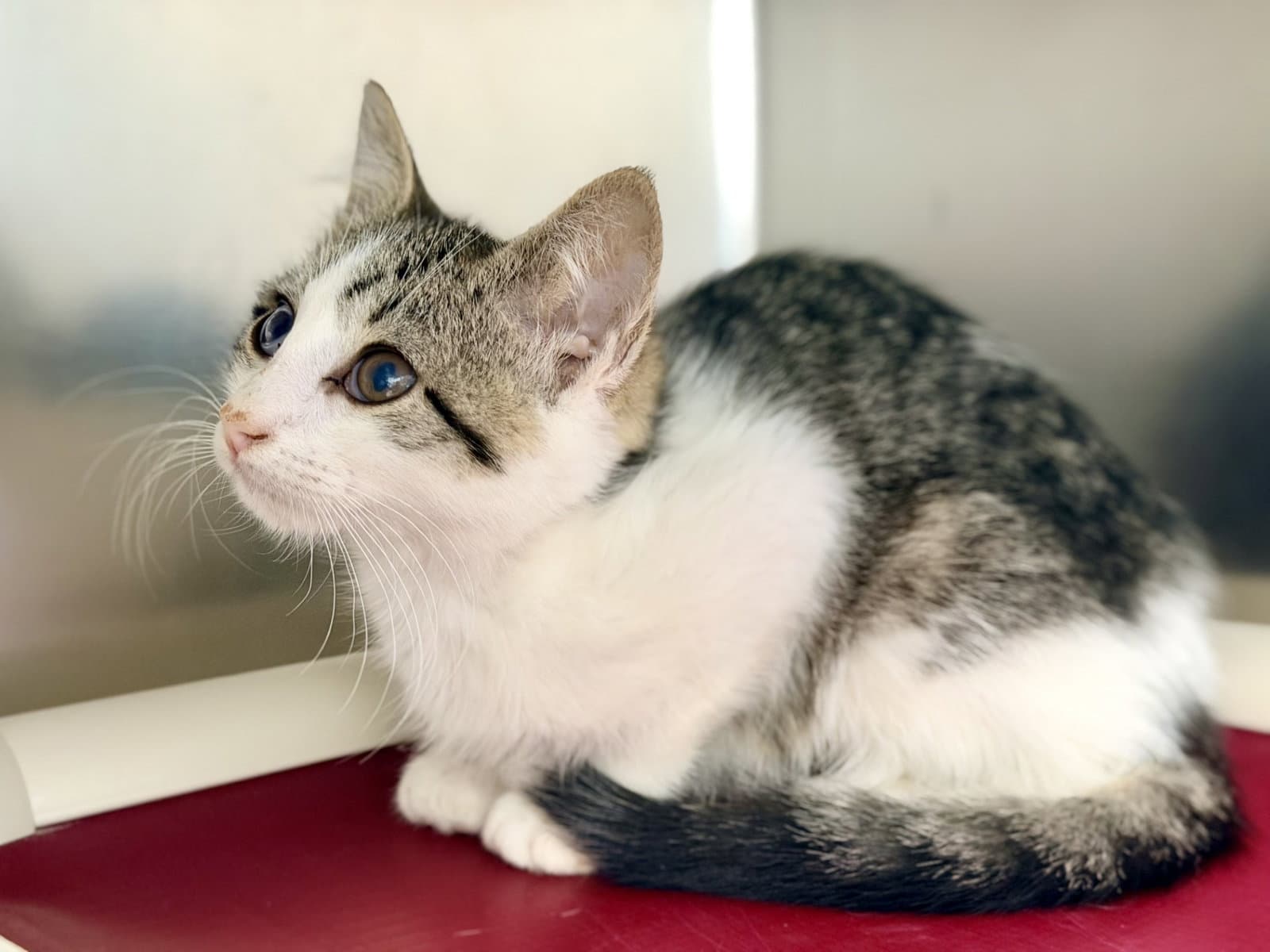 Mimsy - Domestic Short Hair