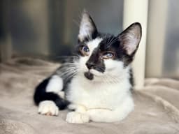 Buttercup image 1