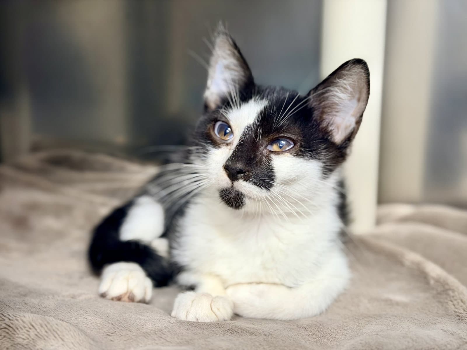 Buttercup - Domestic Short Hair