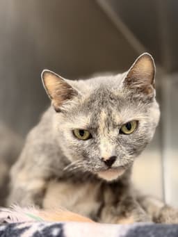 Sheera image 1