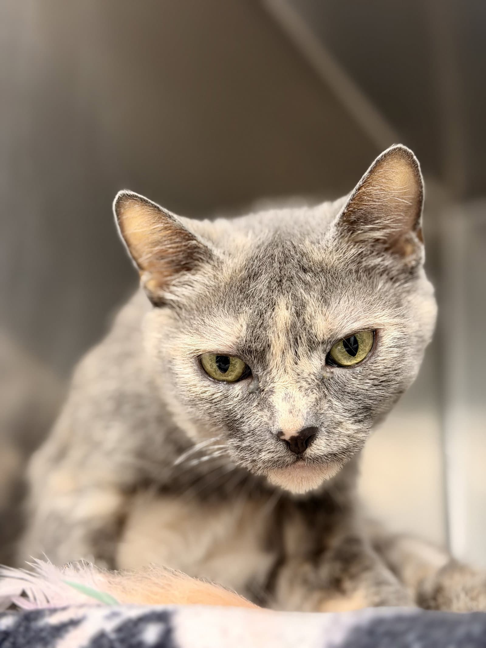 Sheera - Domestic Short Hair