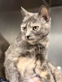 Sheera image 2