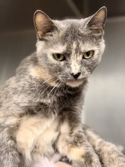 Sheera image 3