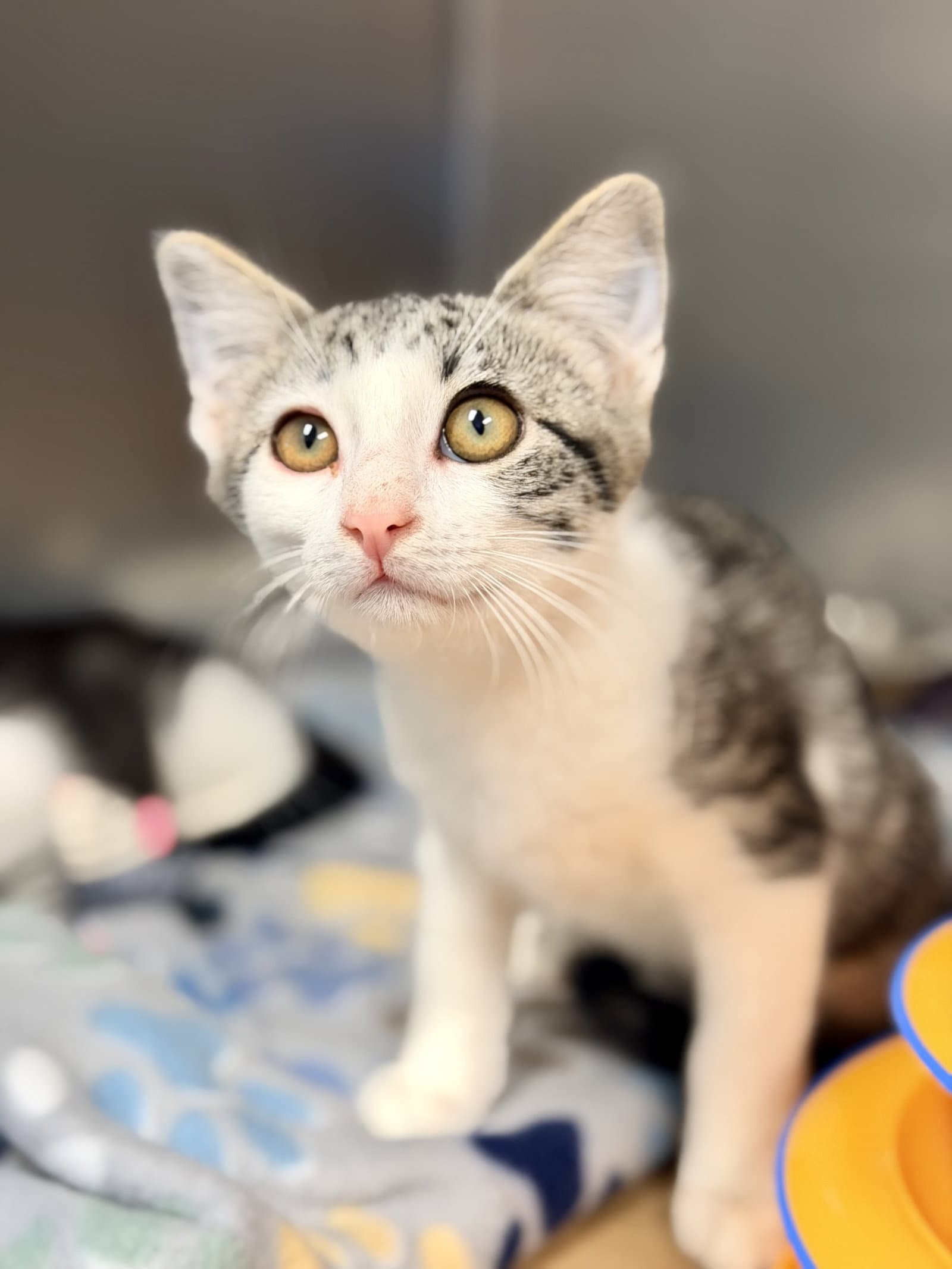 Khan - Domestic Short Hair