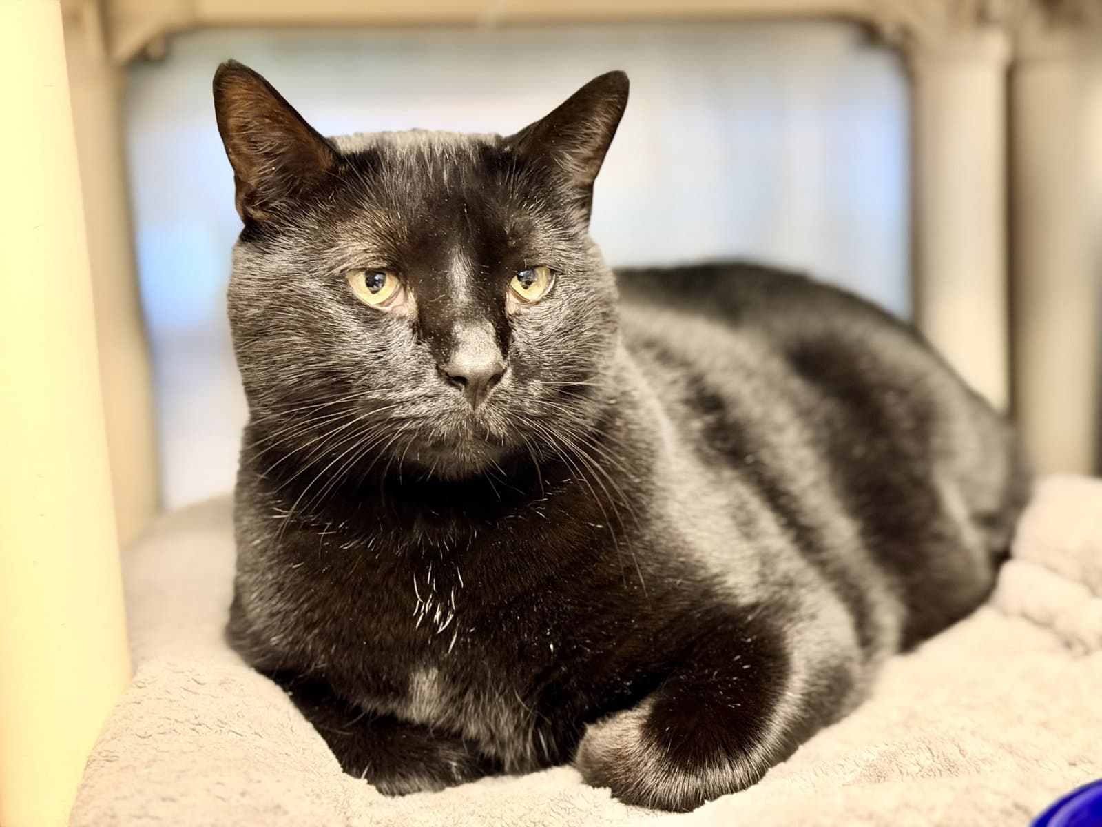 Ghost - Domestic Short Hair