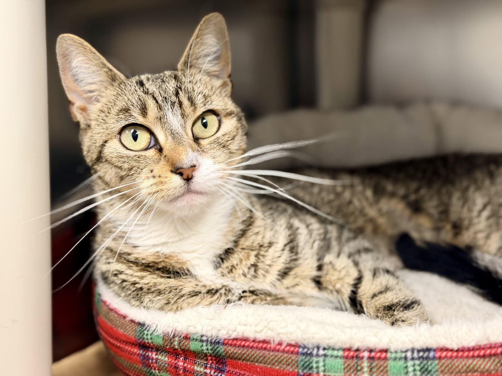 Ruby - Domestic Short Hair