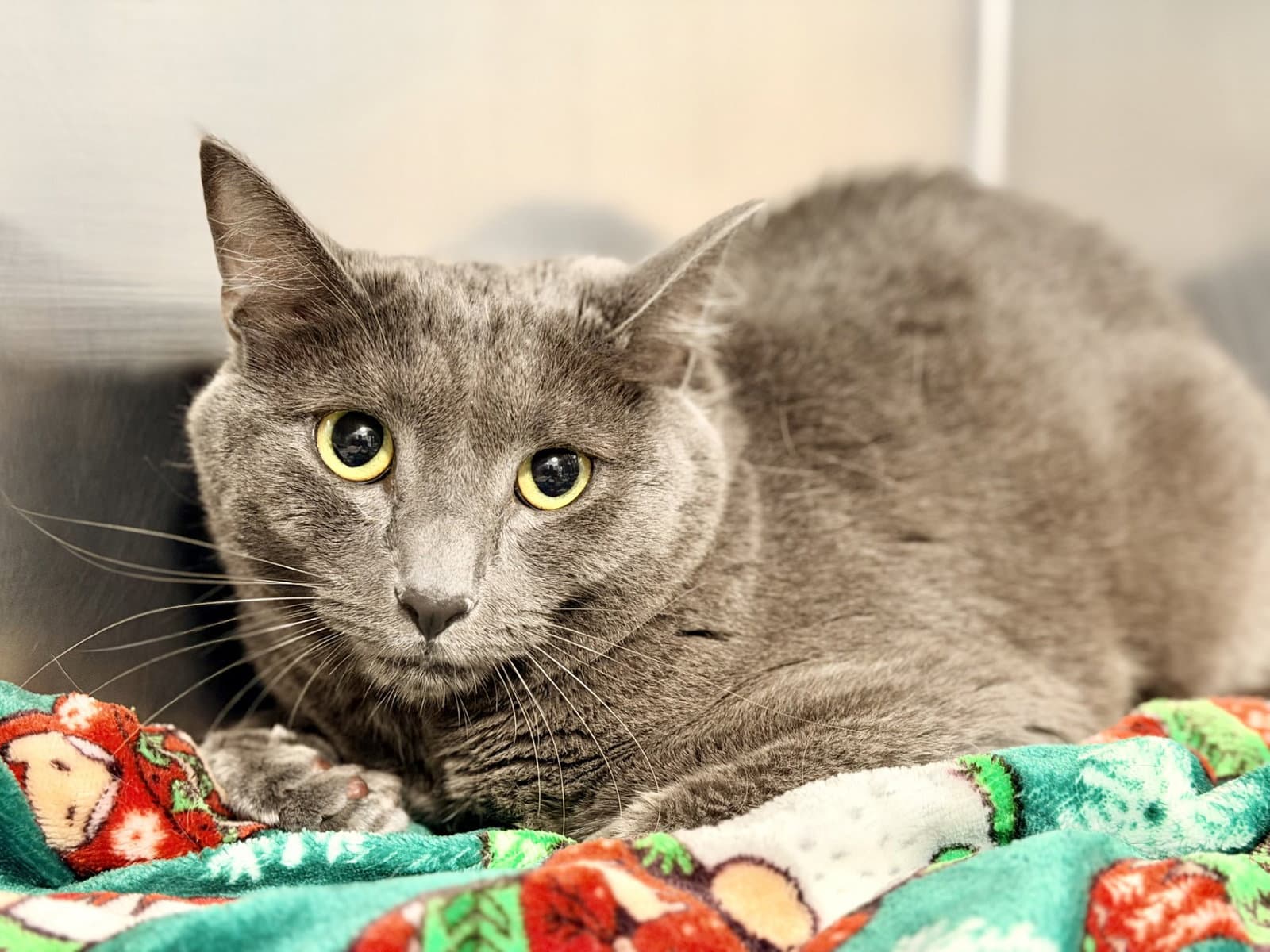 Bandit - Domestic Short Hair