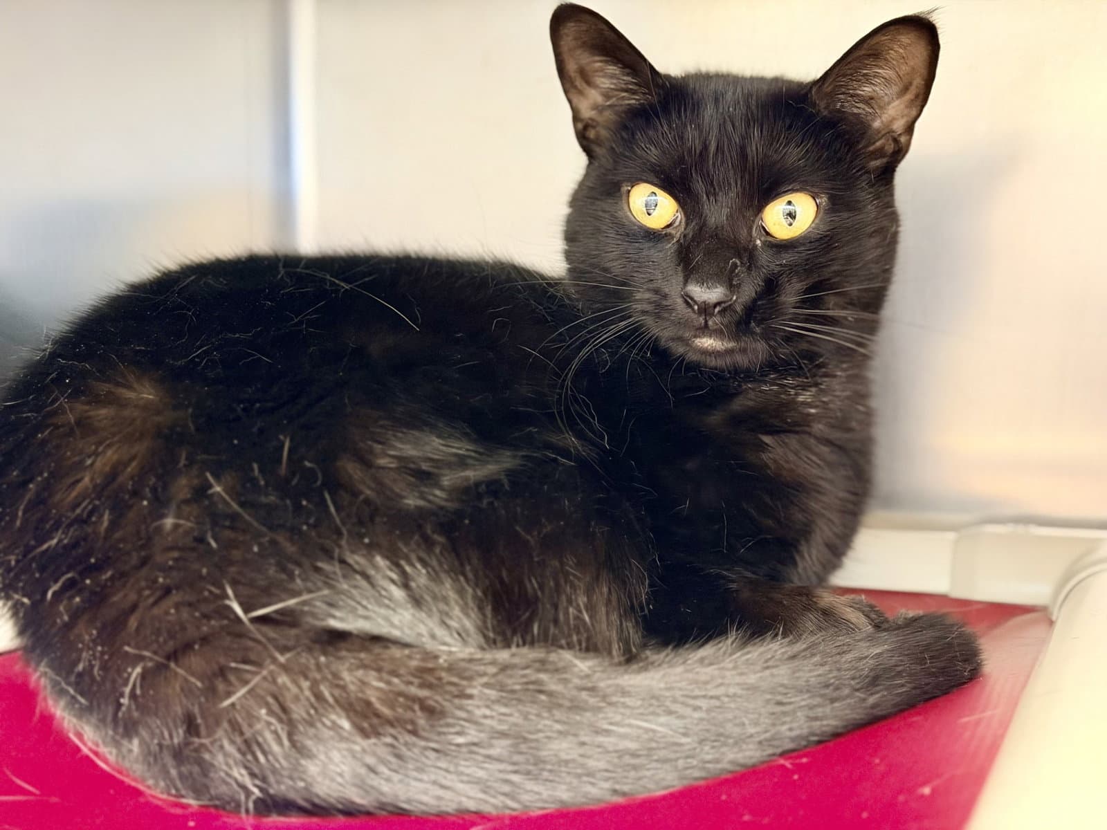 Felicity - Domestic Short Hair