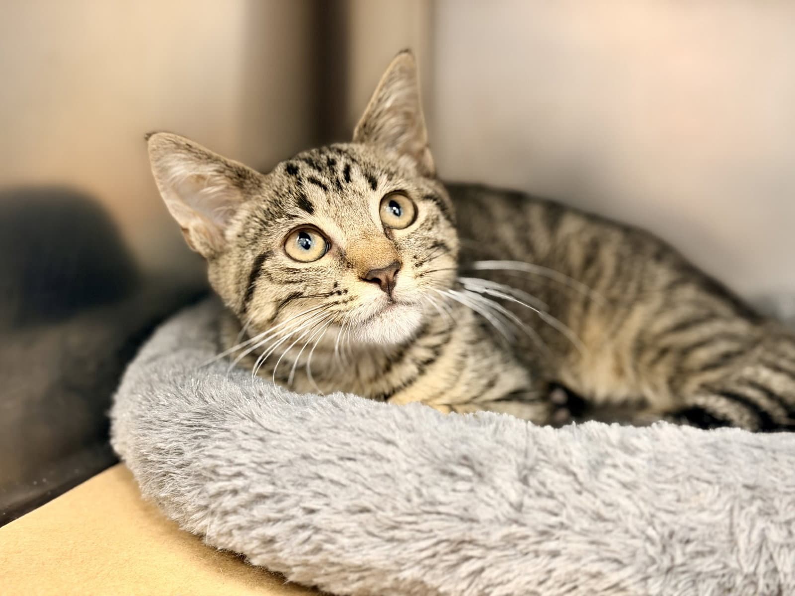 Daniel - Domestic Short Hair