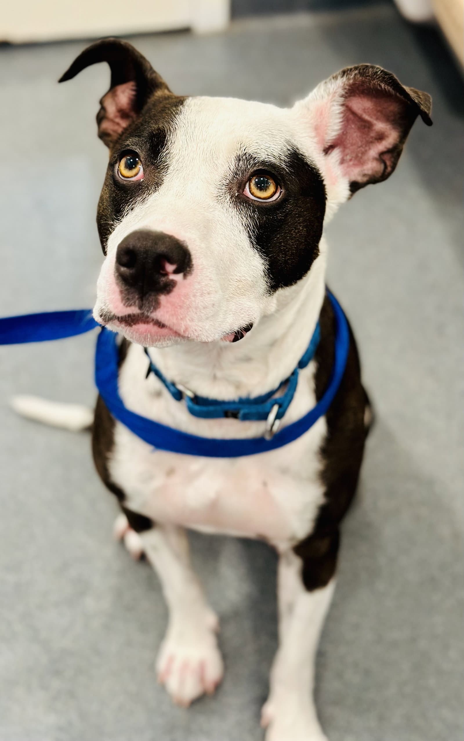 Cassie - Pit Bull Terrier