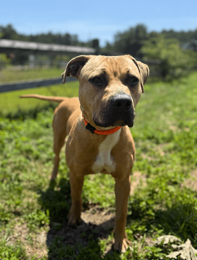 Ronnie - Pit Bull Terrier