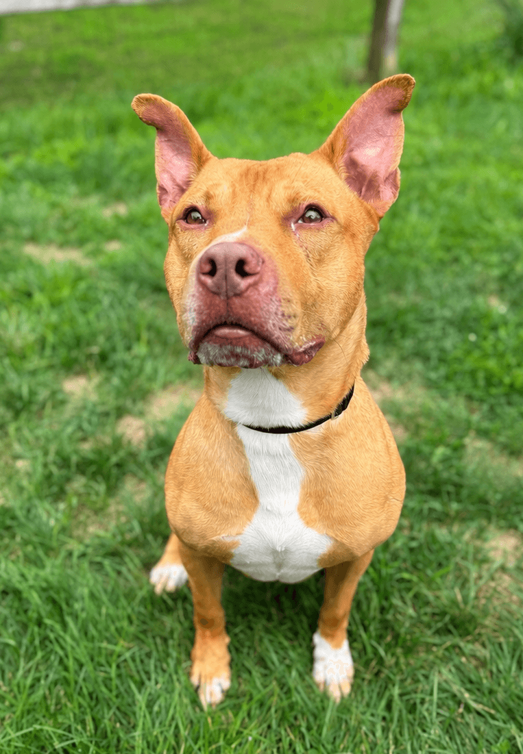 Apollo - Pit Bull Terrier