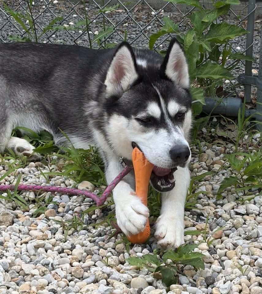 Kaz - Siberian Husky