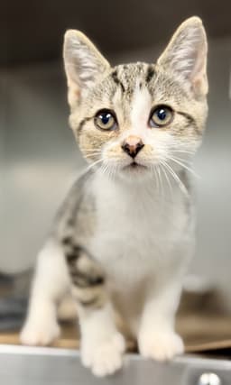 Buttercup image 1