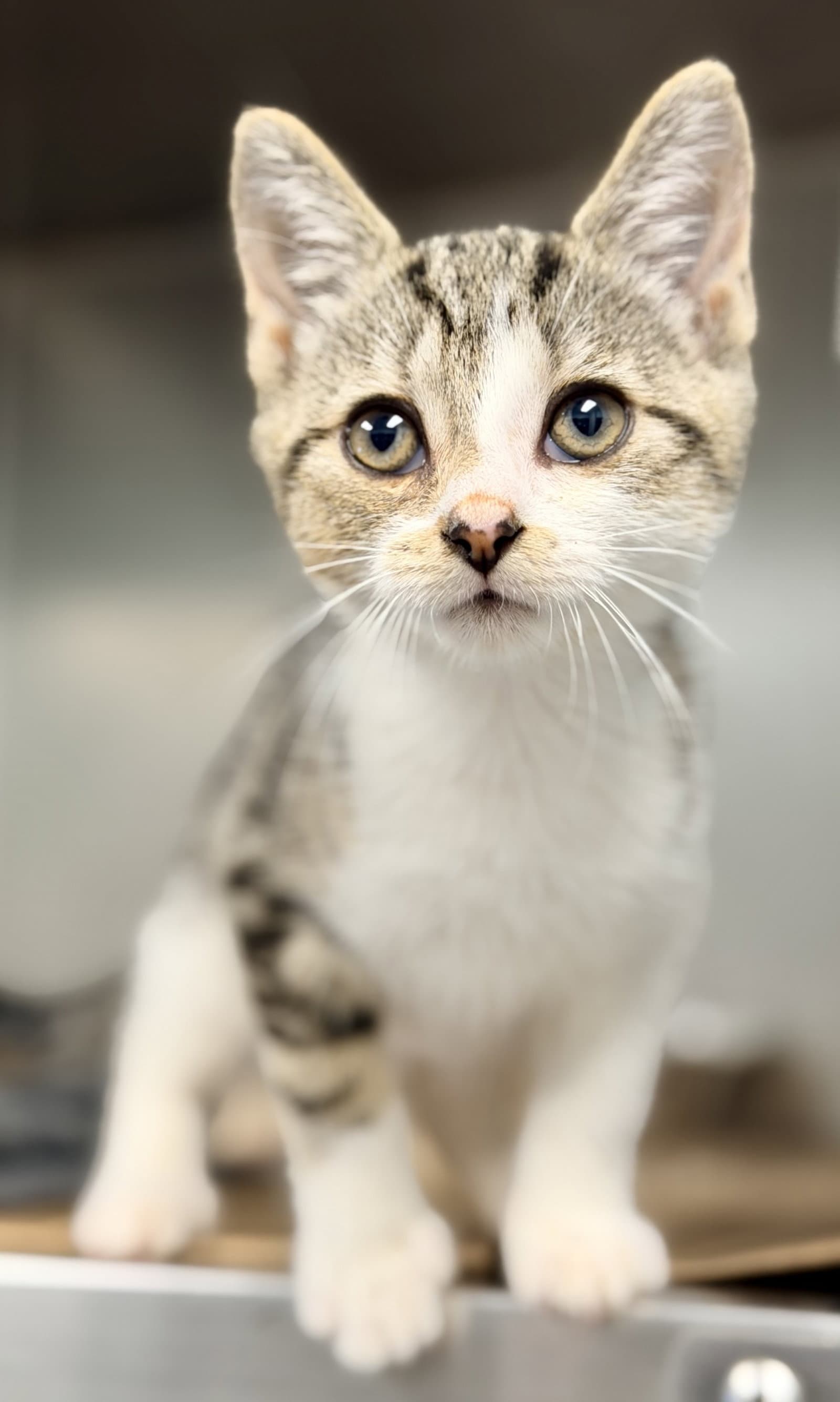 Buttercup - Domestic Short Hair