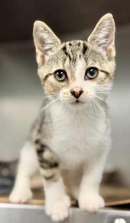 Buttercup image 2