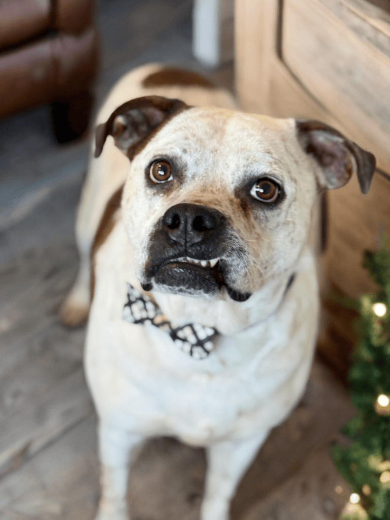 Logan - Boxer