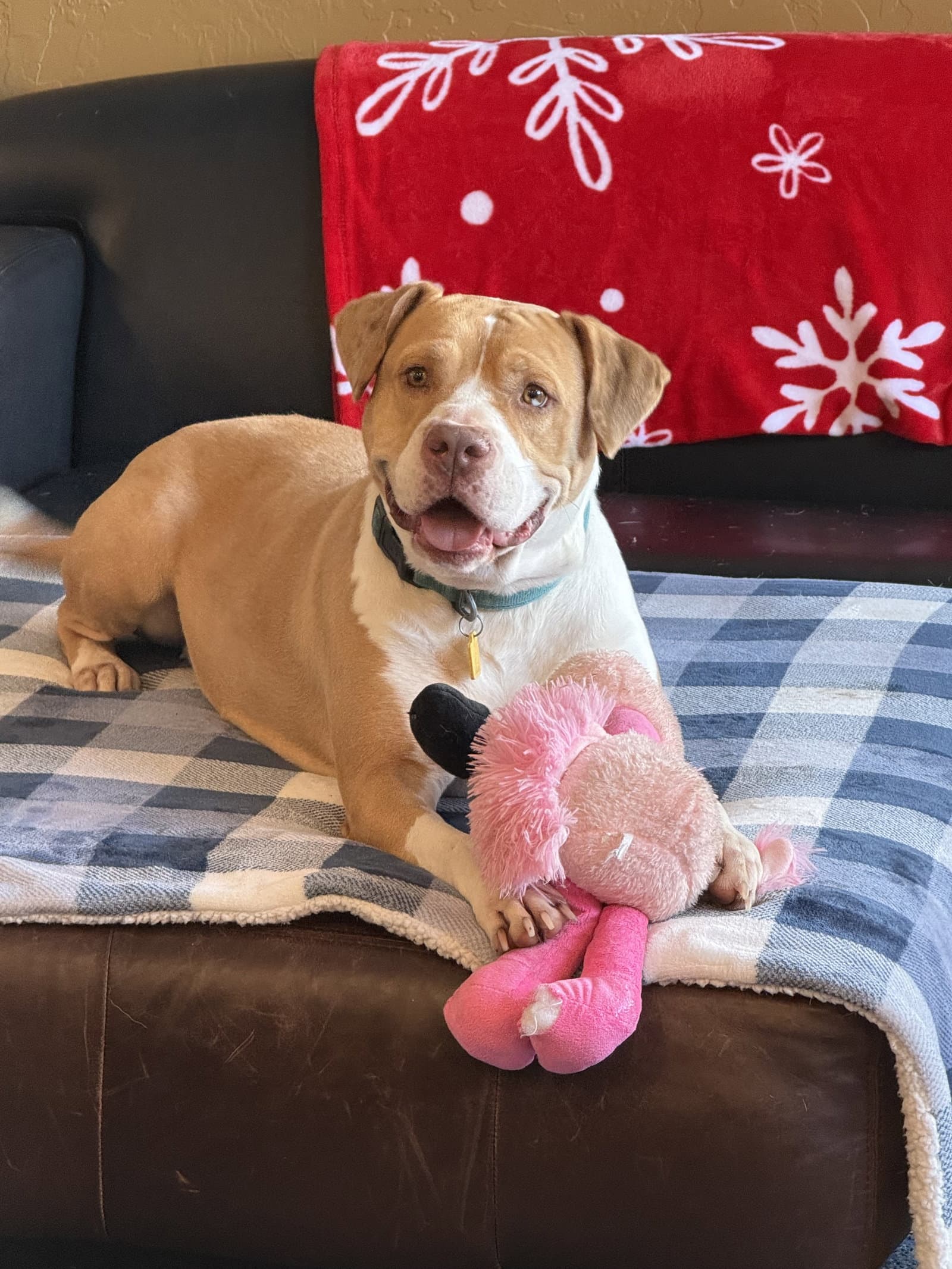 Fauna - American Staffordshire Terrier
