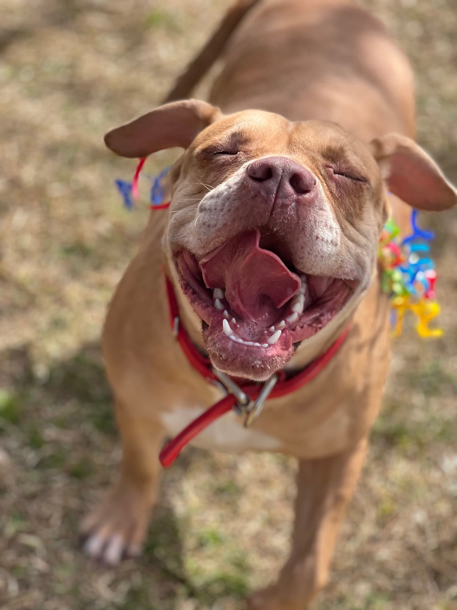 Spice - American Staffordshire Terrier