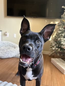 Rocco image 2