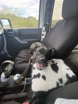 Rocco image 3