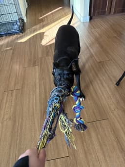 Rocco image 4