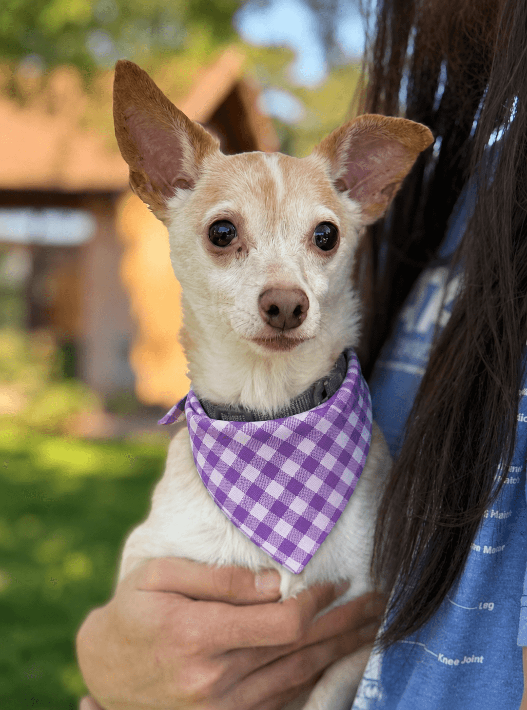 Fred - Rat Terrier