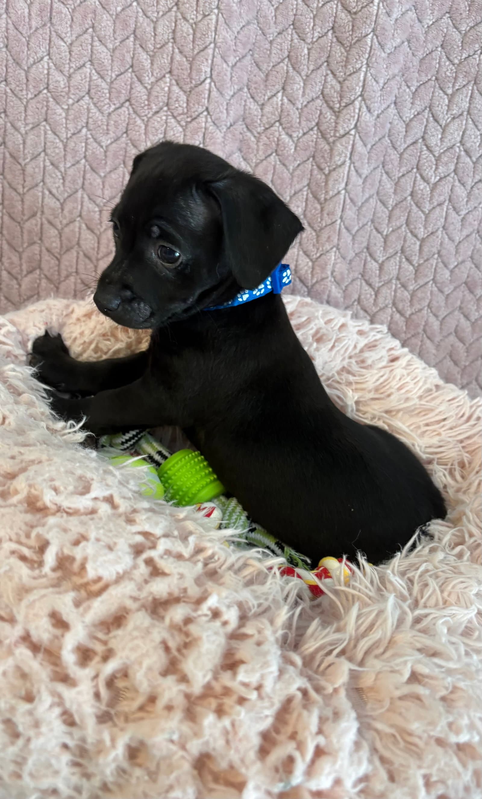 Blue - Dachshund