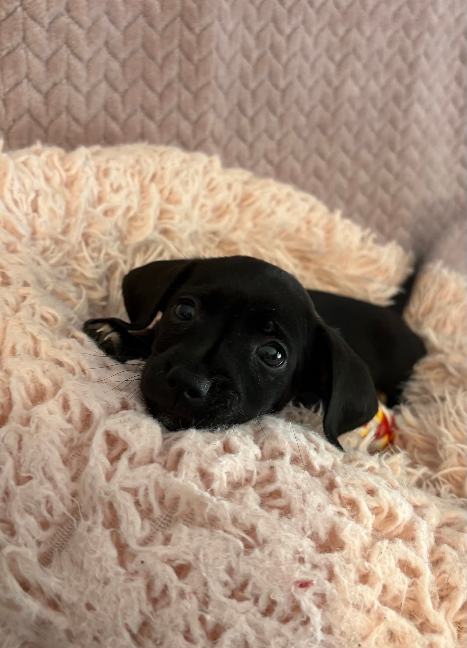 Yellow - Dachshund