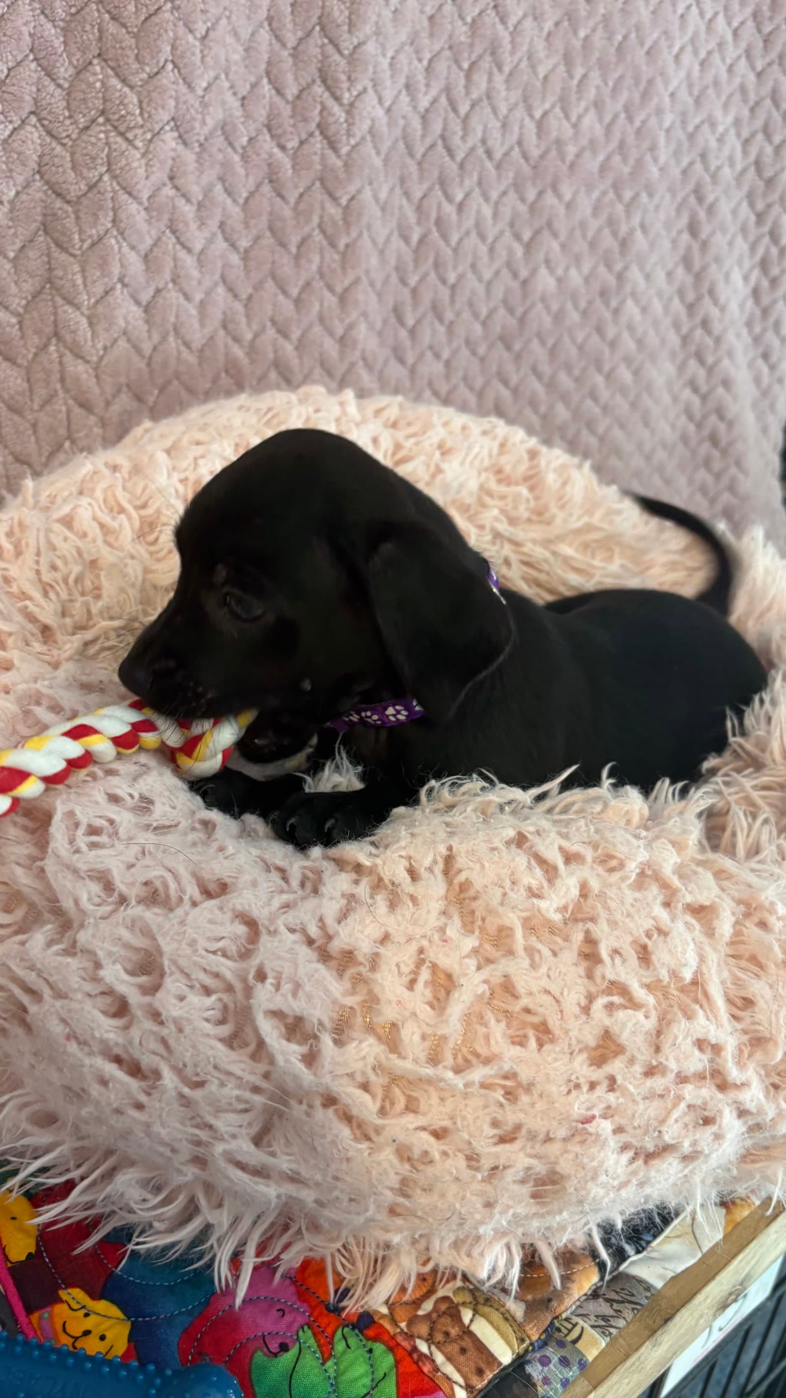 Purple - Dachshund