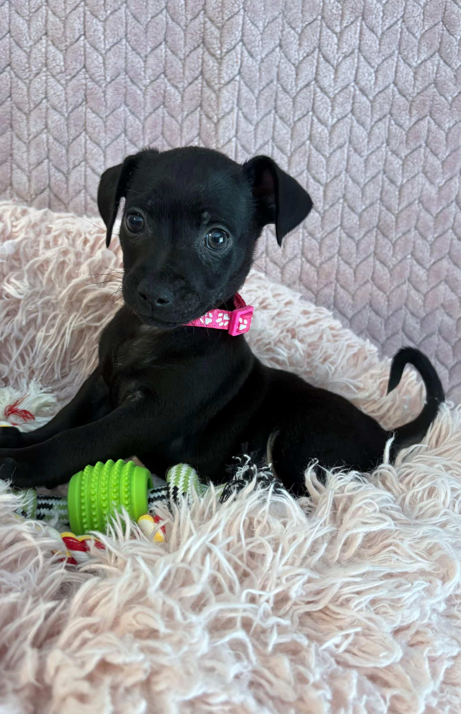 Pink - Dachshund