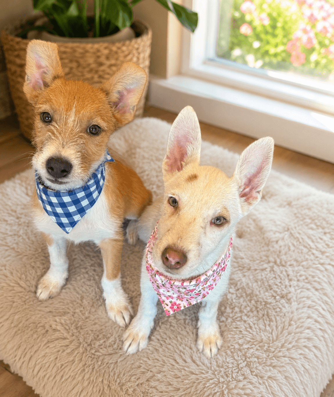 Rambo - Australian Cattle Dog/Blue Heeler