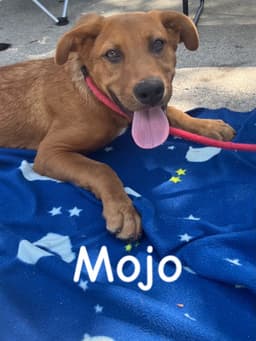 Mojo image 3
