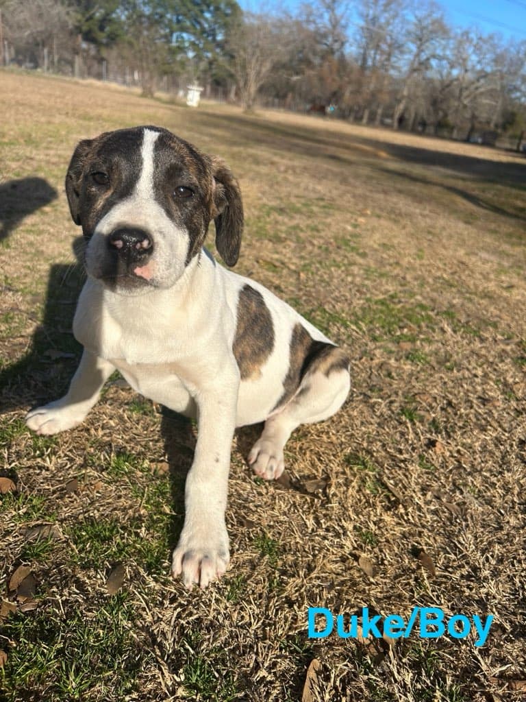 Duke - Catahoula Leopard Dog