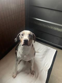 Sirus - Catahoula Leopard Dog