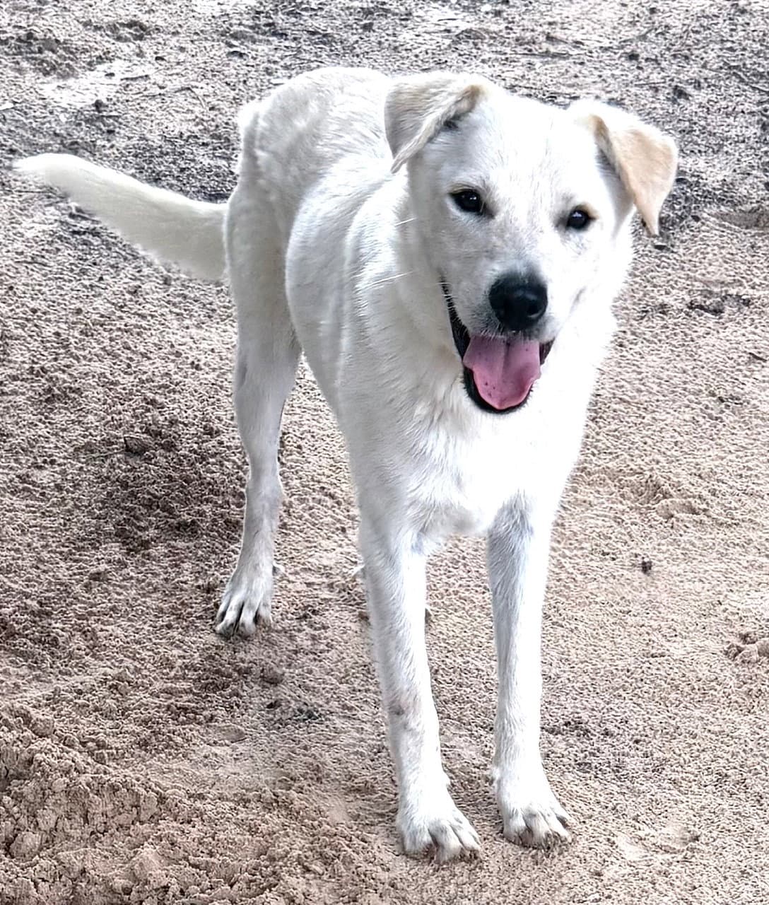 Max - Labrador Retriever