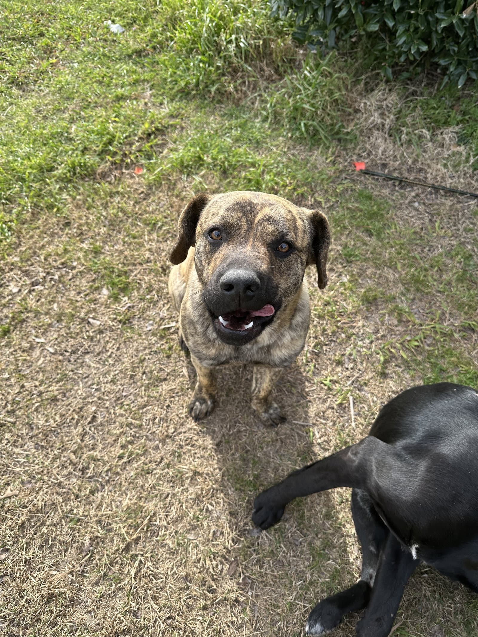 Butch Cassidy - Catahoula Leopard Dog
