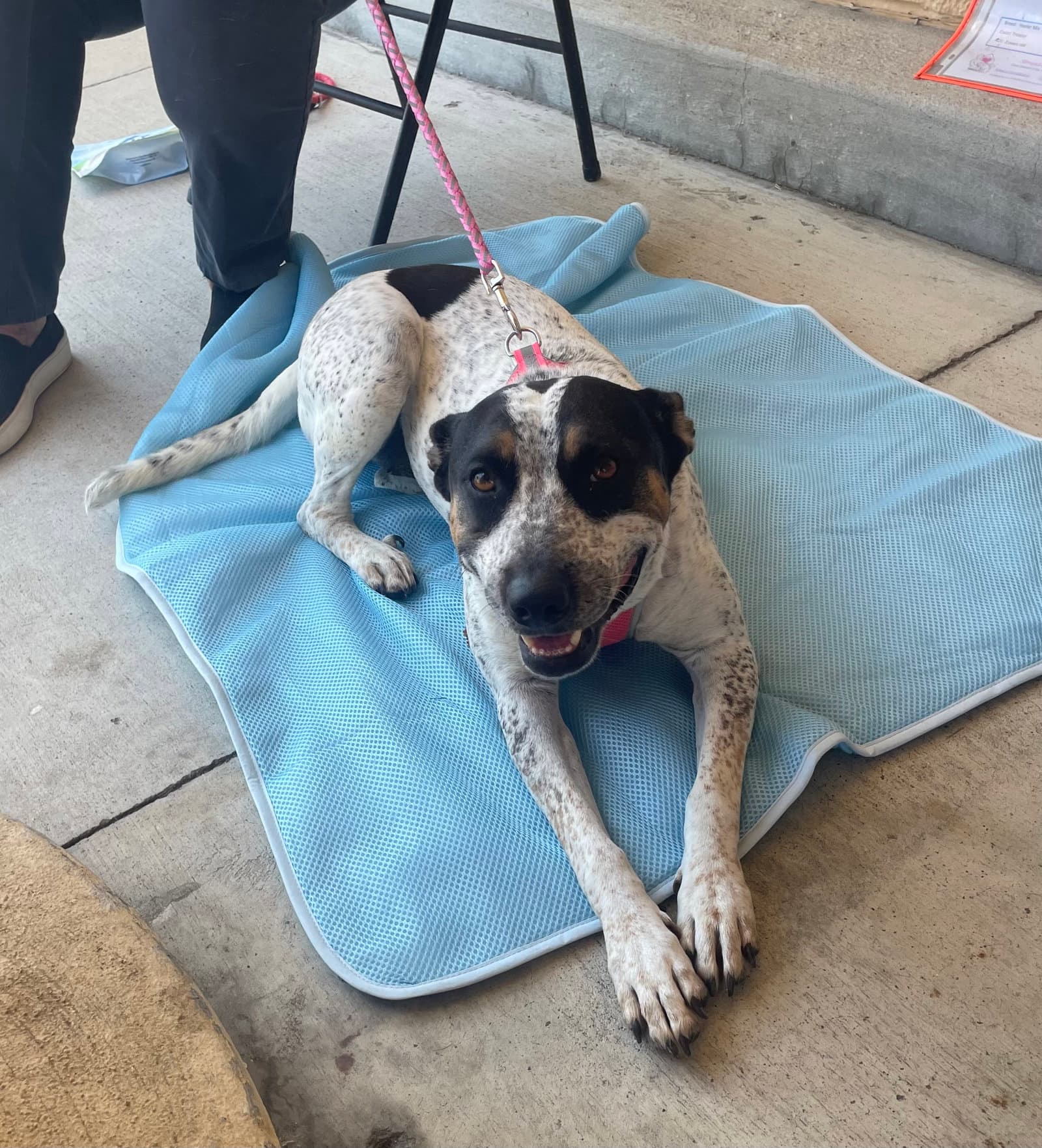 Momma - Australian Cattle Dog/Blue Heeler