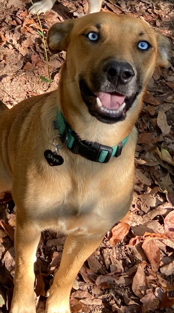 Skye - Labrador Retriever