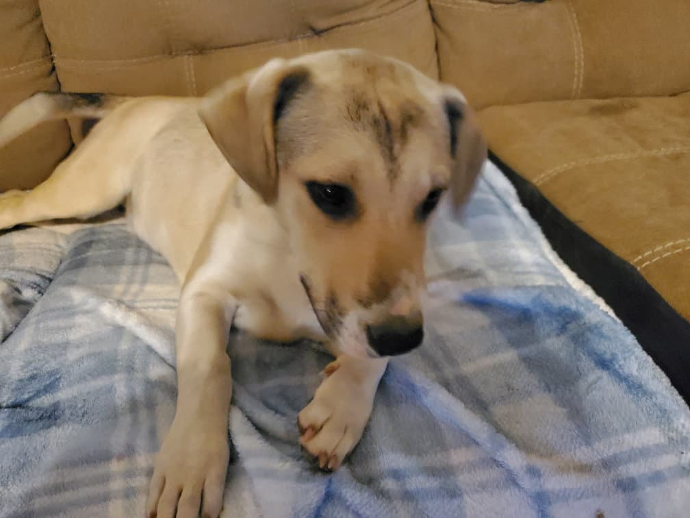 Astrid - Yellow Labrador Retriever