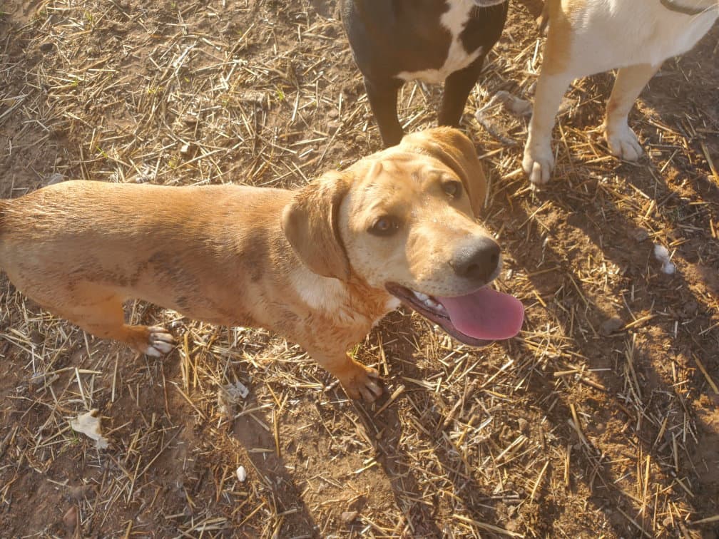 Asa - Yellow Labrador Retriever