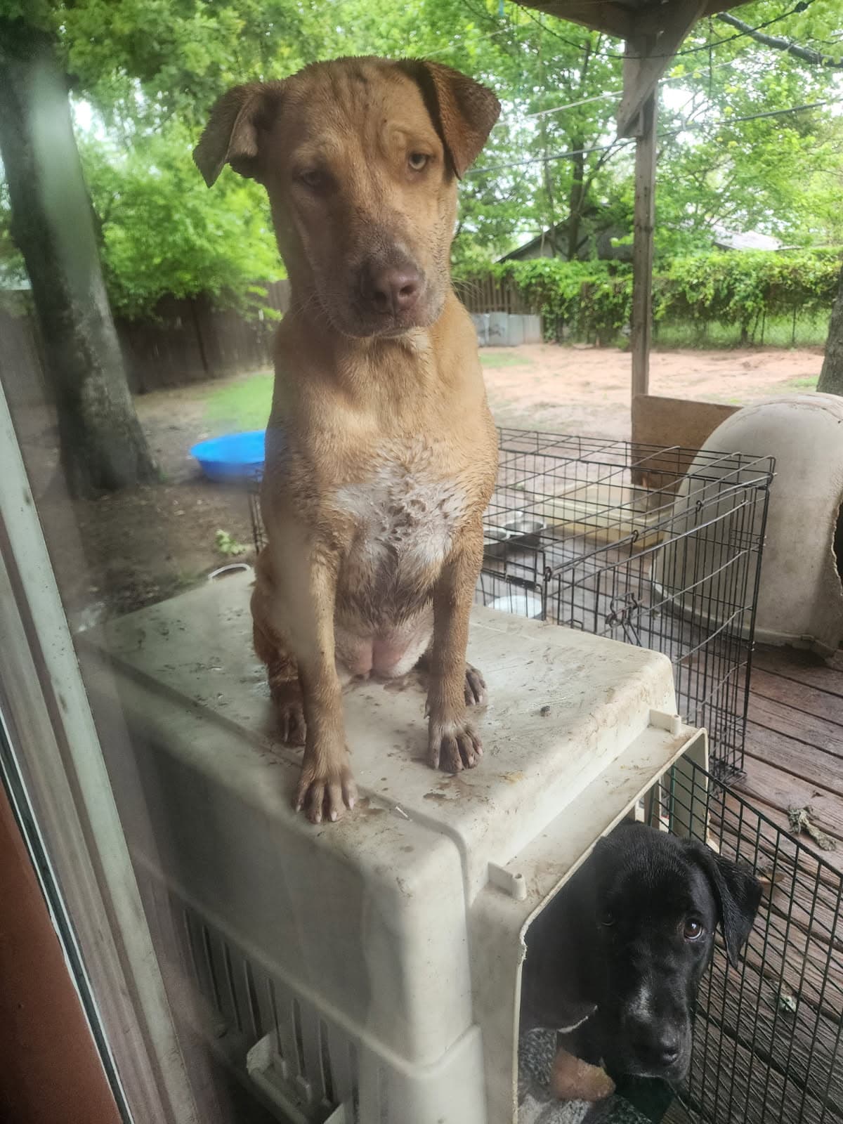 Torvi - Yellow Labrador Retriever