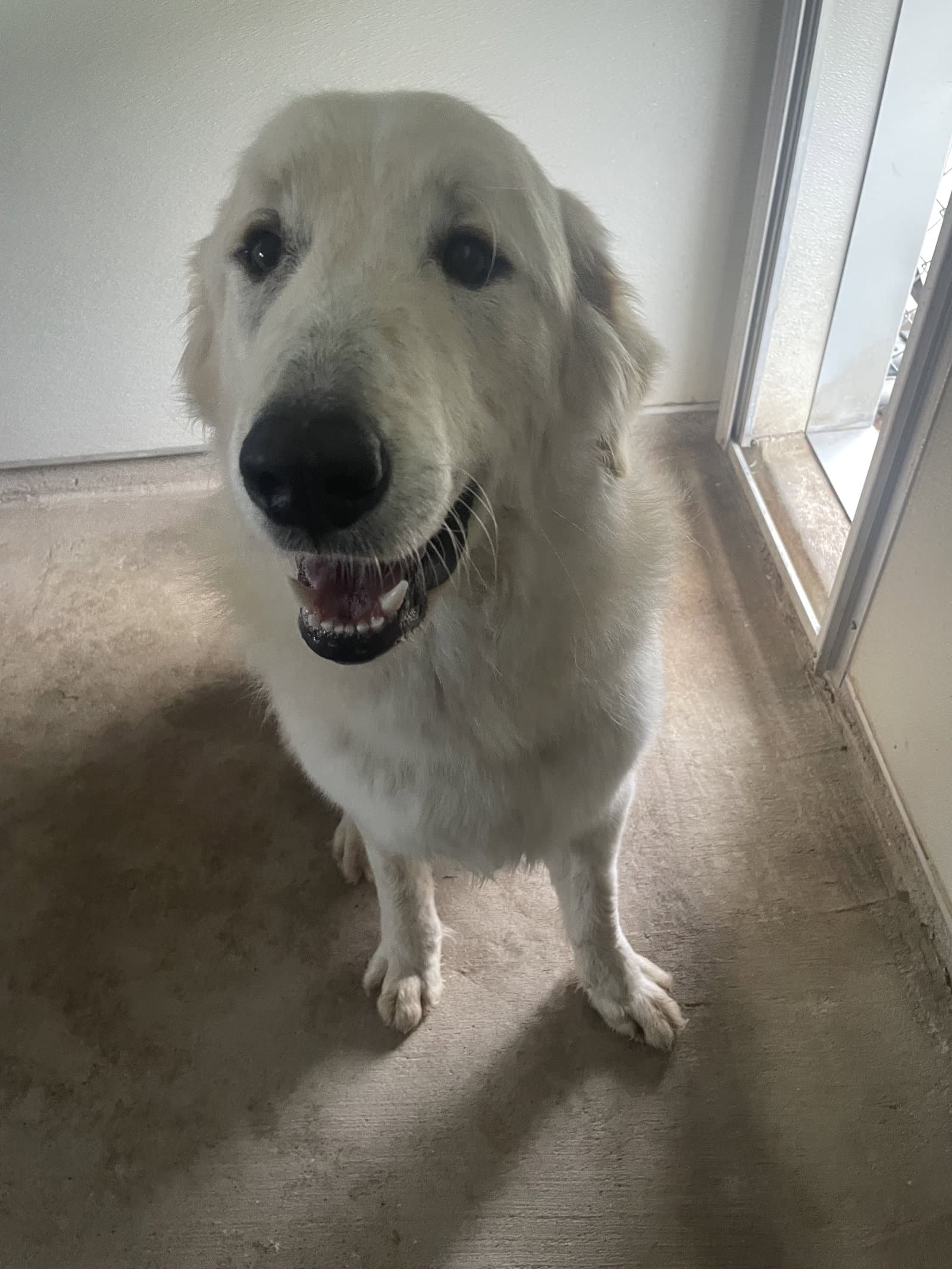 Lefty - Great Pyrenees