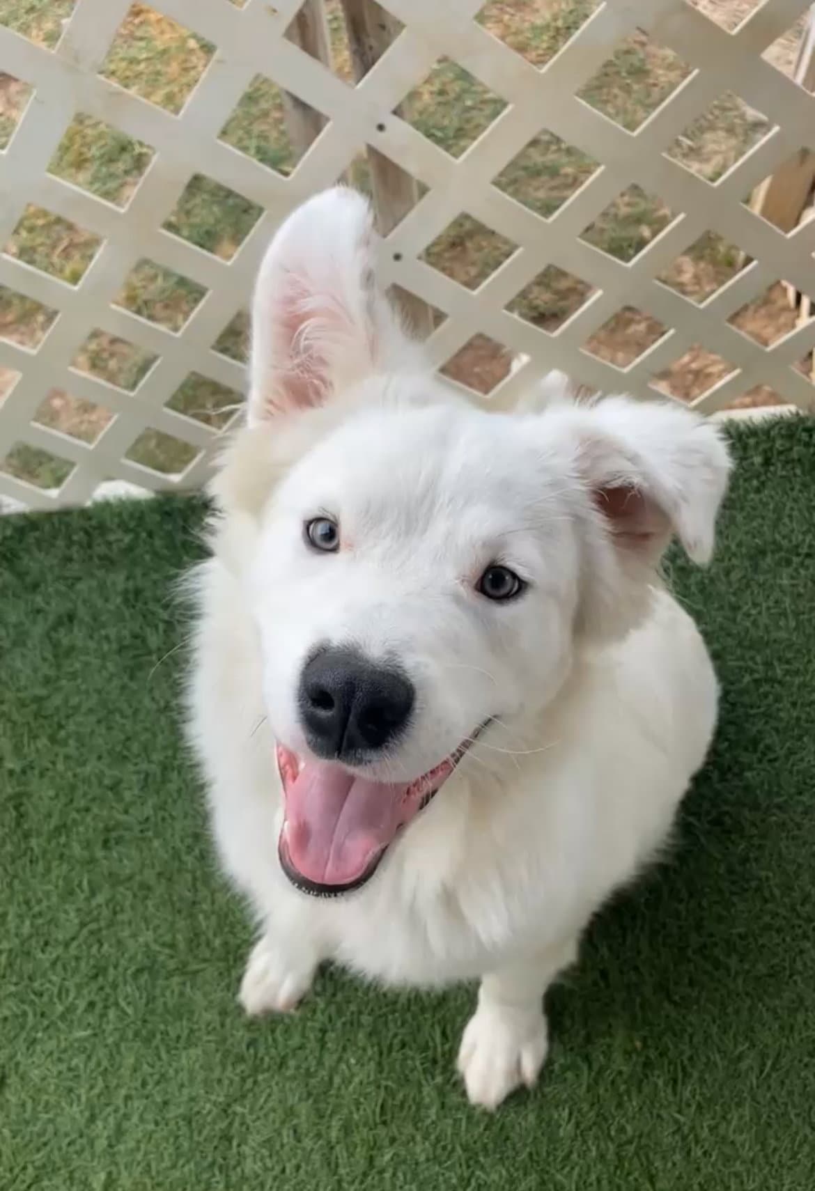 Mellow - Great Pyrenees