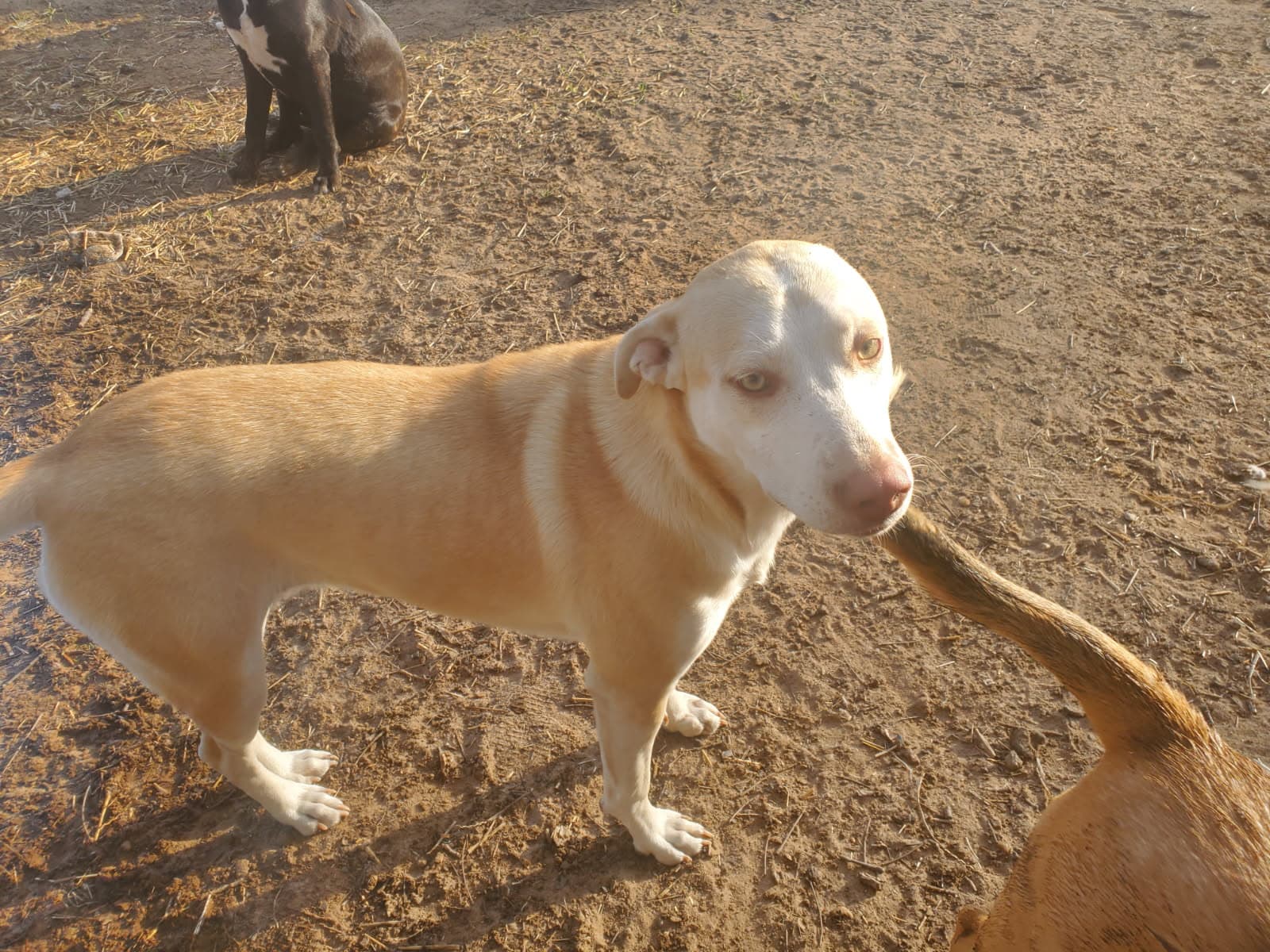 Nova - Yellow Labrador Retriever