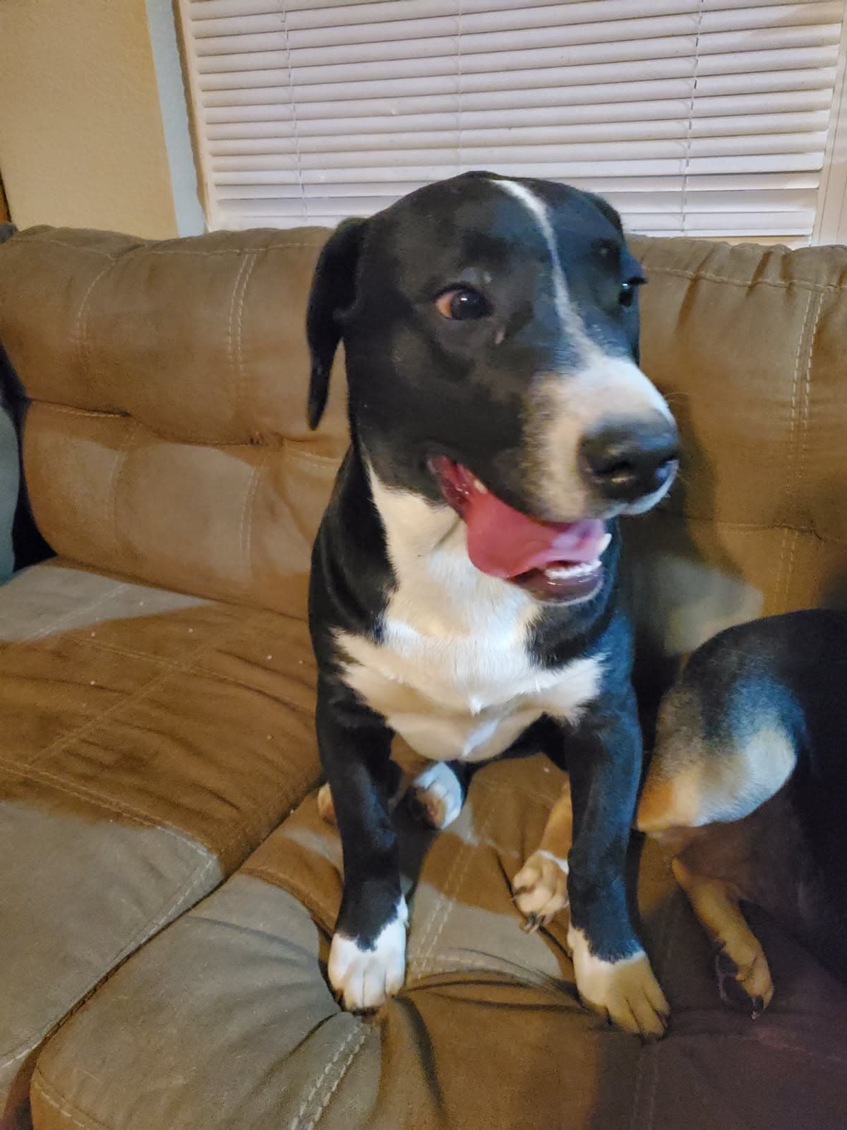 Lexa - Labrador Retriever
