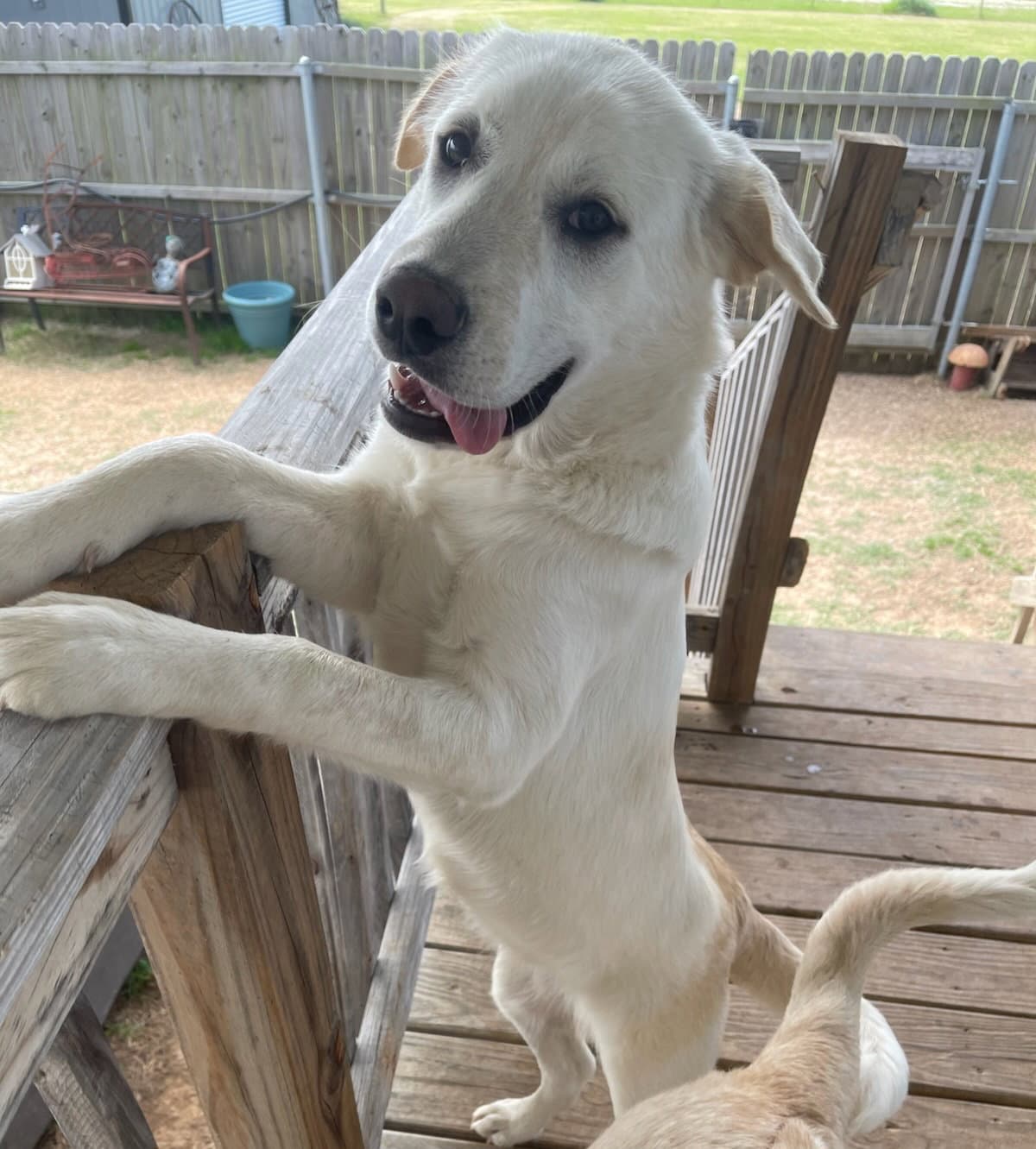 Sasha - Yellow Labrador Retriever